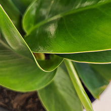 Load image into Gallery viewer, Philodendron &#39;Imperial Green&#39;
