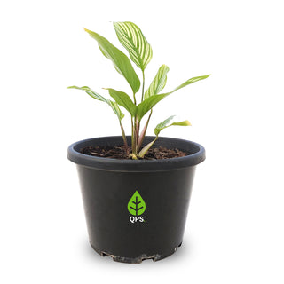 Calathea elliptica Vittata