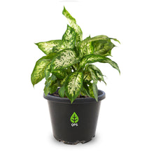 Load image into Gallery viewer, Dieffenbachia &#39;Amy&#39;
