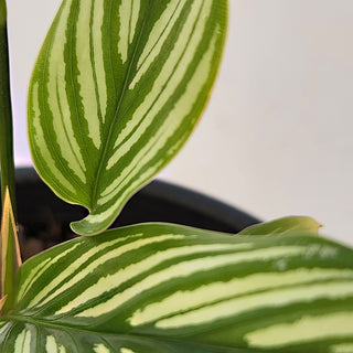Calathea elliptica Vittata