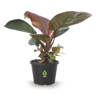 Philodendron erubescens Imperial Red