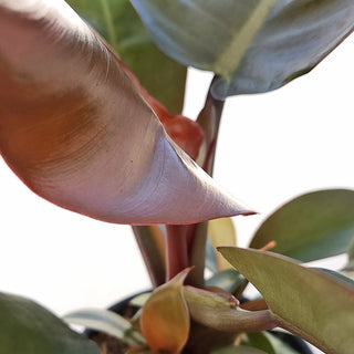 Philodendron erubescens Imperial Red
