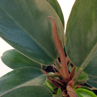 Philodendron erubescens Congo Apple
