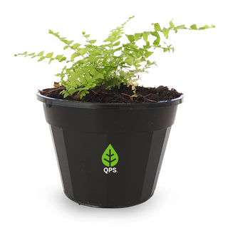 Nephrolepsis exaltata (Boston Fern)