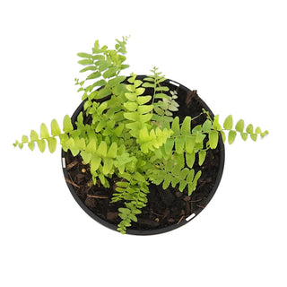 Nephrolepsis exaltata (Boston Fern)