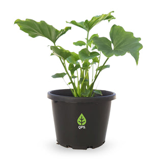 Philodendron bipinnatifidum Shangri La