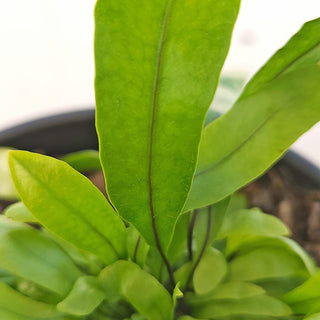 Microsorum pustulata (Kangaroo Fern)