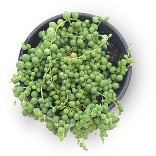 Senecio rowleyanus (String of Pearls)