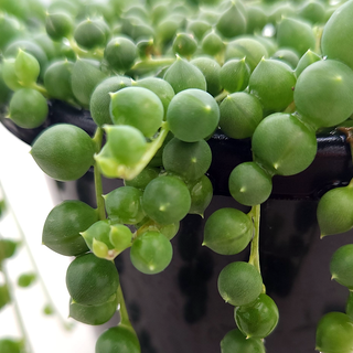 Senecio rowleyanus (String of Pearls)