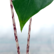 Load image into Gallery viewer, Alocasia &#39;Zebrina&#39;
