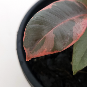 Ficus 'Ruby'