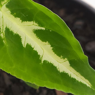 Syngonium wendlandii Silver Goose