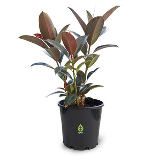 Ficus elastica Melany