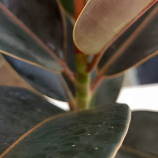 Ficus elastica Melany
