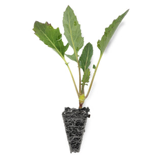 Kohlrabi (Purple Skin)