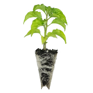 Ghost Chilli Seedlings (Red)