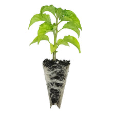 Load image into Gallery viewer, Ghost Chilli Seedlings
