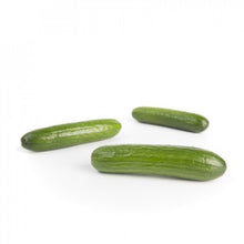 Load image into Gallery viewer, Cucumber Seedlings (Lebanese) - Quality Plants &amp;  Seedlings
