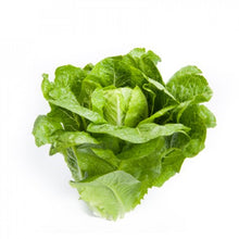 Load image into Gallery viewer, Cos Lettuce Seedlings
