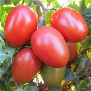Tomato Seedling (Roma)