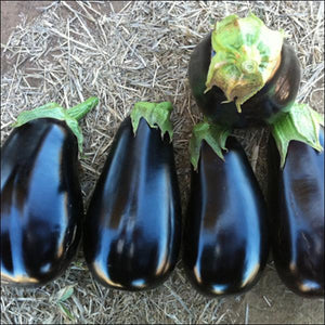 Eggplant Seedlings - Quality Plants &  Seedlings