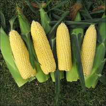 Load image into Gallery viewer, Corn Seedlings - Quality Plants &amp;  Seedlings
