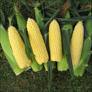 Corn Seedlings - Quality Plants &  Seedlings