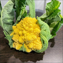 Load image into Gallery viewer, Romanesco (Yellow)
