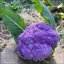 Load image into Gallery viewer, Purple Cauliflower Seedlings
