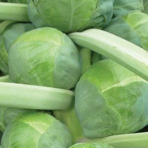 Brussel Sprout Seedlings - Quality Plants &  Seedlings