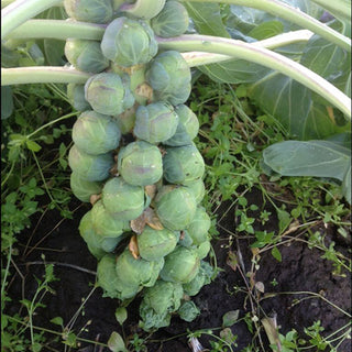 Brussel Sprout Seedlings - Quality Plants &  Seedlings
