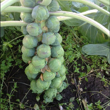 Load image into Gallery viewer, Brussel Sprout Seedlings - Quality Plants &amp;  Seedlings
