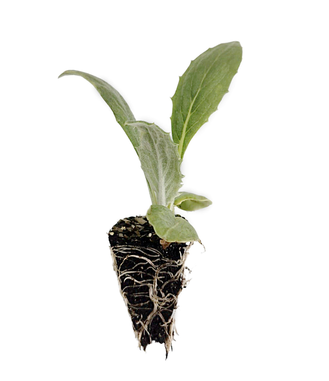 Artichoke Seedlings - Quality Plants &  Seedlings