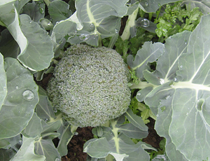 Broccoli Seedlings - Grow At Home Range - Quality Plants & Seedlings