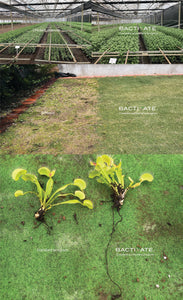 BACTIVATE - Home Soil Regeneration Pack