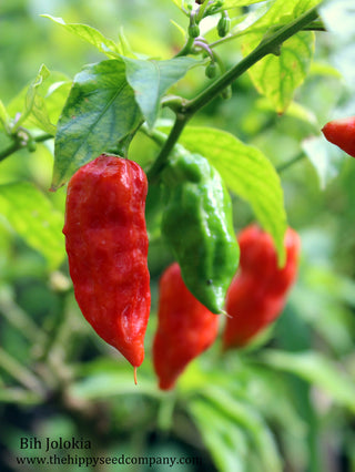 Ghost Chilli Seedlings (Red)