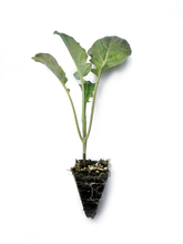 Load image into Gallery viewer, Broccoli Seedlings (x10) - Quick-Pick Seedlings
