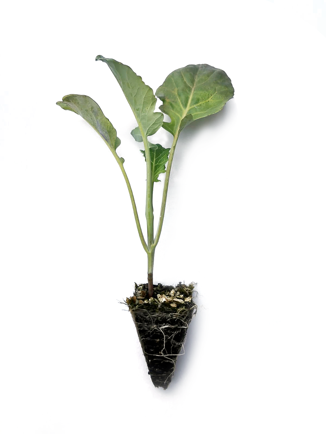 Broccoli Seedlings (x10) - Quick-Pick Seedlings
