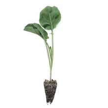 Load image into Gallery viewer, Bunching Broccoli Seedlings
