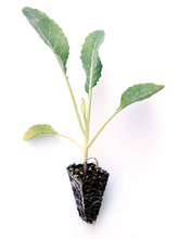 Load image into Gallery viewer, Cauliflower Seedlings (x10) - Quick-Pick Seedlings
