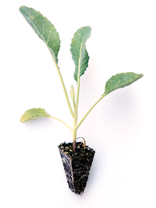 Cauliflower Seedlings (x10) - Quick-Pick Seedlings