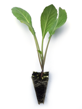 Load image into Gallery viewer, Plain Cabbage Seedlings - Quality Plants &amp;  Seedlings
