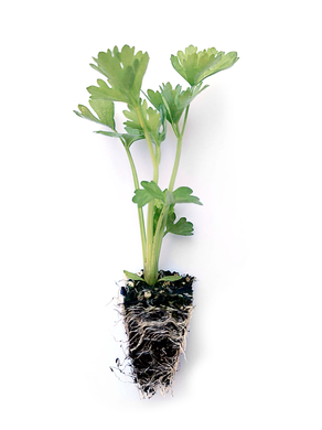 Celery Seedlings (x10) - Quick-Pick Seedlings