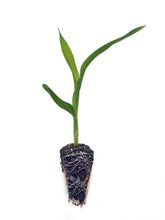 Load image into Gallery viewer, Corn Seedlings - Grow At Home Range - Grow At Home Range - Quality Plants &amp; Seedlings
