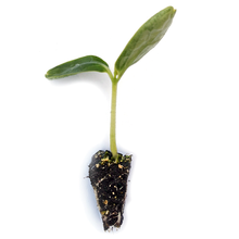 Load image into Gallery viewer, Cucumber Seedlings (Long) - Grow At Home Range - Quality Plants &amp; Seedlings
