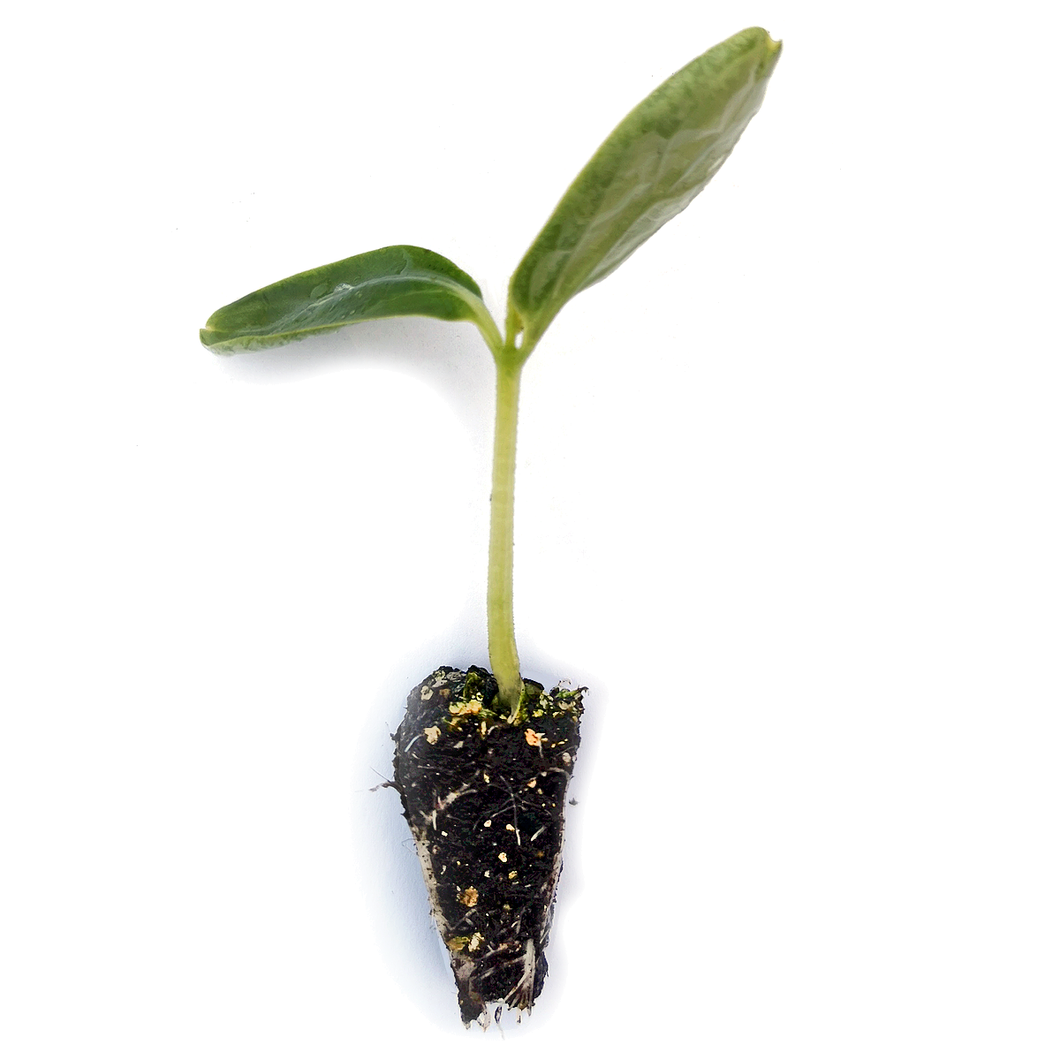 Cucumber Seedlings (Long) - Grow At Home Range - Quality Plants & Seedlings