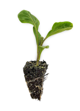 Load image into Gallery viewer, Eggplant Seedlings
