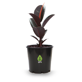 Ficus elastica Abidjan