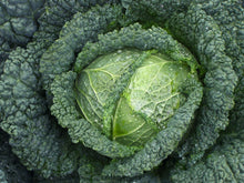 Load image into Gallery viewer, Certified Organic Savoy Cabbage Seed
