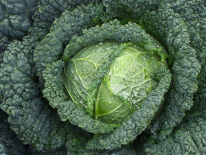 Certified Organic Savoy Cabbage Seed